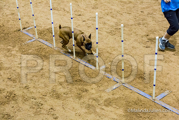 Agility STD Sun 20 Boxer Leia-JJJ_7589-HR3