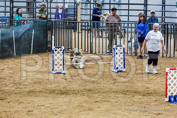 Agility STD Sun 20 Collie Cassi-JJJ_7405-HR3