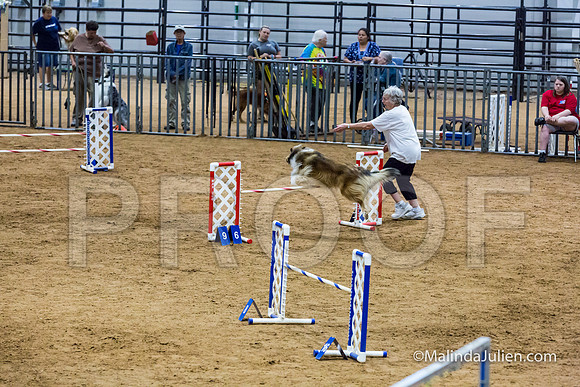 Agility STD Sun 20 Collie Cassi-JJJ_7411-HR3
