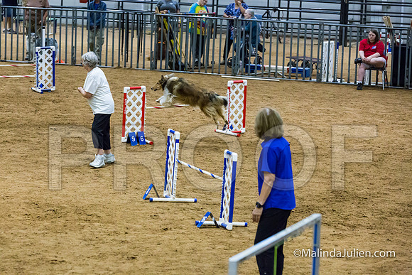 Agility STD Sun 20 Collie Cassi-JJJ_7415-HR3