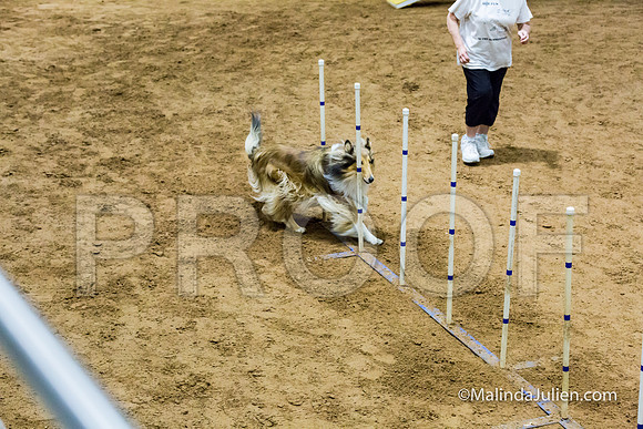 Agility STD Sun 20 Collie Cassi-JJJ_7421-HR3