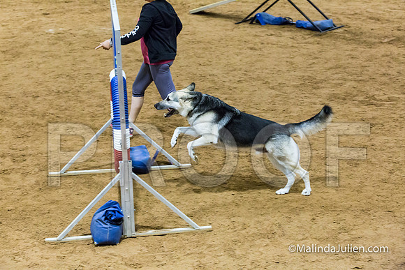Agility STD Sun 20 German Shepherd Dog Spencer-JJJ_8098-HR3
