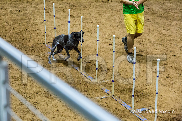 Agility STD Sun 20 German Shorthaired Pointer Jenga-JJJ_8154-HR3
