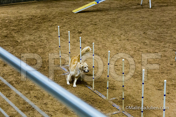 Agility STD Sun 20 Golden Retriever-JJJ_7376-HR3