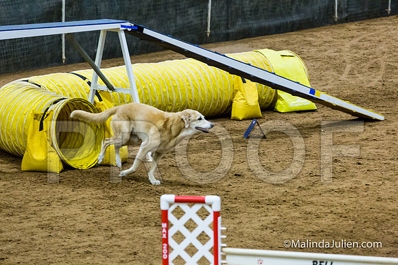 Agility STD Sun 20 Golden Retriever  5-JJJ_8048-HR3