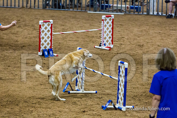 Agility STD Sun 20 Golden Retriever  5-JJJ_8049-HR3