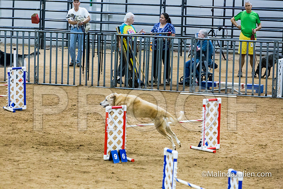 Agility STD Sun 20 Golden Retriever  5-JJJ_8051-HR3