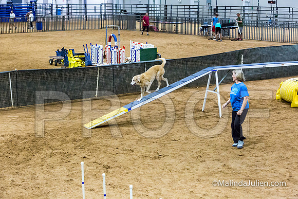 Agility STD Sun 20 Golden Retriever  5-JJJ_8054-HR3