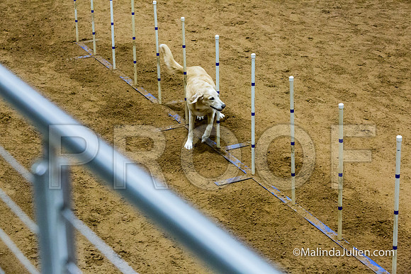 Agility STD Sun 20 Golden Retriever  5-JJJ_8060-HR3