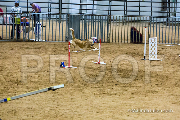 Agility STD Sun 20 Golden Retriever 4-JJJ_8011-HR3