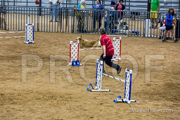 Agility STD Sun 20 Golden Retriever 4-JJJ_8013-HR3