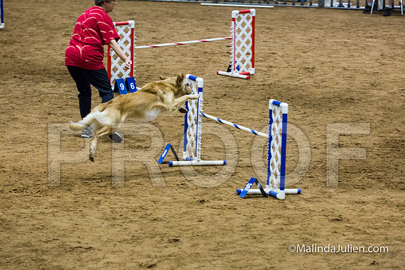 Agility STD Sun 20 Golden Retriever 4-JJJ_8015-HR3