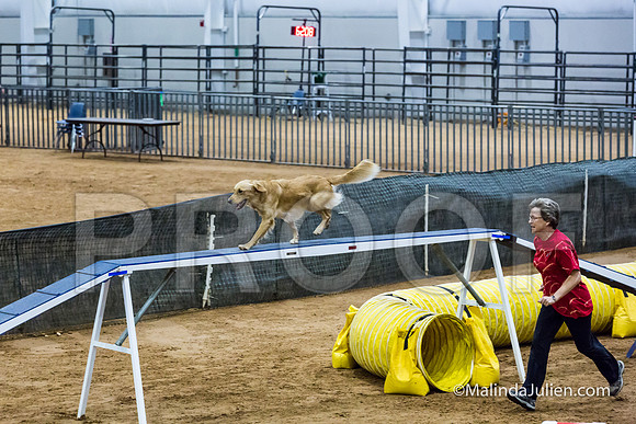 Agility STD Sun 20 Golden Retriever 4-JJJ_8018-HR3