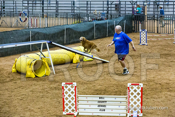 Agility STD Sun 20 Golden Retriever Rolex-JJJ_7714-HR3