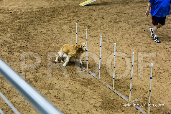 Agility STD Sun 20 Golden Retriever Rolex-JJJ_7717-HR3