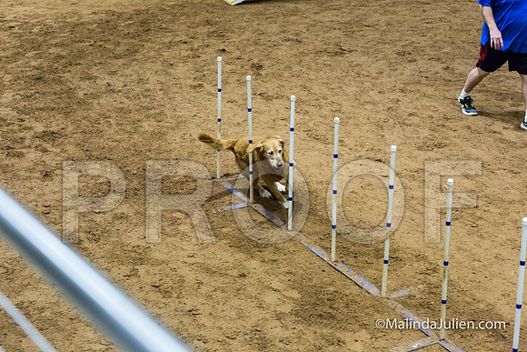 Agility STD Sun 20 Golden Retriever Rolex-JJJ_7718-HR3