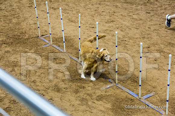 Agility STD Sun 20 Golden Retriever Rolex-JJJ_7721-HR3