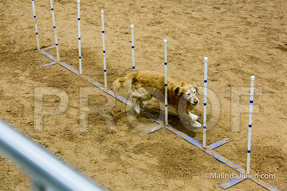 Agility STD Sun 20 Golden Retriever Rolex-JJJ_7722-HR3