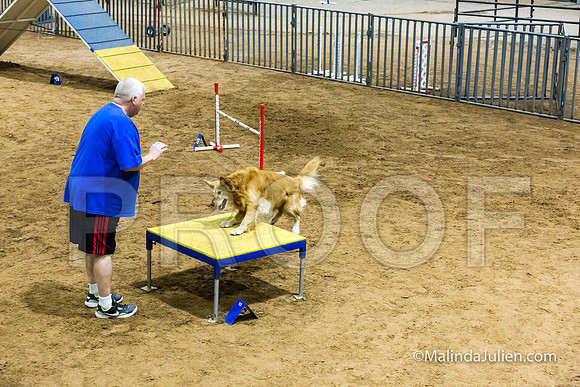 Agility STD Sun 20 Golden Retriever Rolex-JJJ_7723-HR3