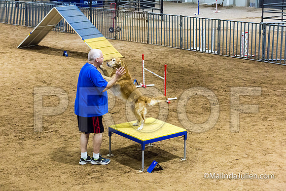 Agility STD Sun 20 Golden Retriever Rolex-JJJ_7724-HR3