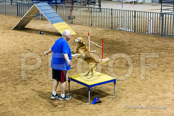 Agility STD Sun 20 Golden Retriever Rolex-JJJ_7725-HR3
