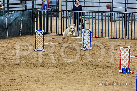 Agility STD Sun 20 Golden Retriever Rugby-JJJ_7283-HR3
