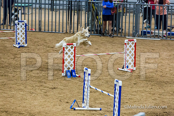 Agility STD Sun 20 Golden Retriever Rugby-JJJ_7284-HR3