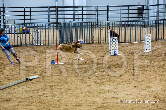 Agility STD Sun 20 Golden Retriever Sig-JJJ_5594-HR3