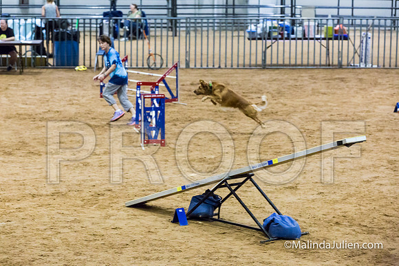 Agility STD Sun 20 Golden Retriever Sig-JJJ_5595-HR3