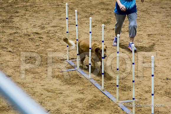 Agility STD Sun 20 Golden Retriever Sig-JJJ_5608-HR3