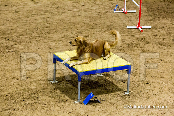 Agility STD Sun 20 Golden Retriever-3-JJJ_7818-HR3