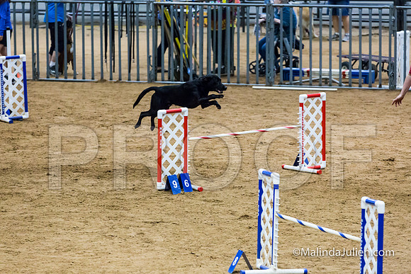 Agility STD Sun 20 Labrador Retriever Decoy-JJJ_7501-HR3