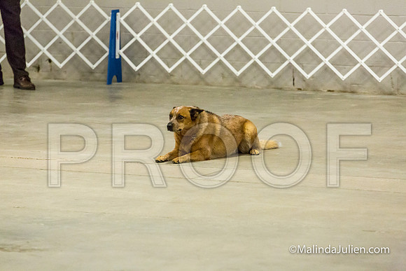 ACD #401 Mon UTb Rascal Laura-JJJ_9078-HR3