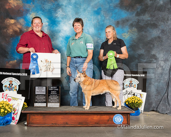ACD #108 Mon Best Topline 2nd Herding Judge Kristin Thomson-SSR_2178-HR3