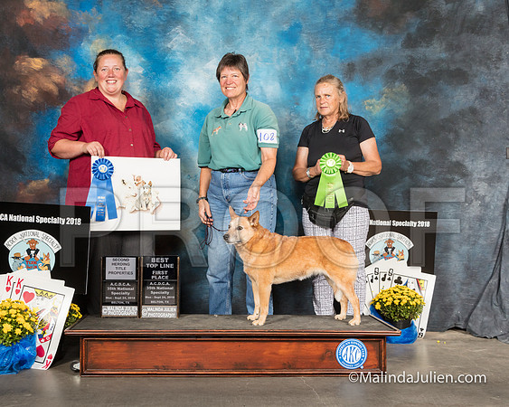 ACD #108 Mon Best Topline 2nd Herding Judge Kristin Thomson-SSR_2179-HR3