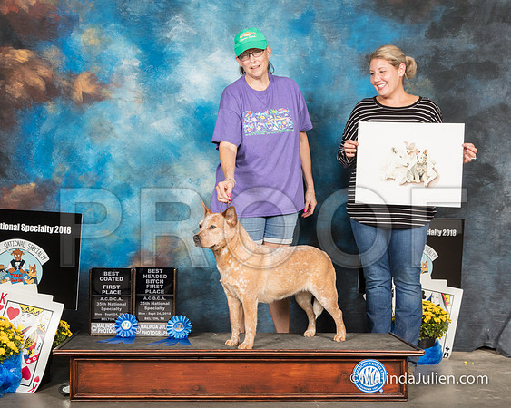 ACD #122 Best Coated 1 Best Bitch Head 1st-SSR_2169-HR3