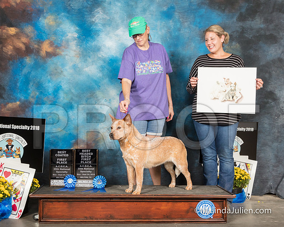 ACD #122 Best Coated 1 Best Bitch Head 1st-SSR_2171-HR3