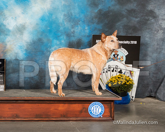ACD #122 Best Coated 1 Best Bitch Head 1st-SSR_2174-HR3