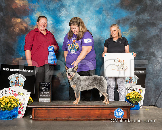 ACD #129 Mon 3-6 1st Place Sherri Swanton Vinson-SSR_2190-HR3