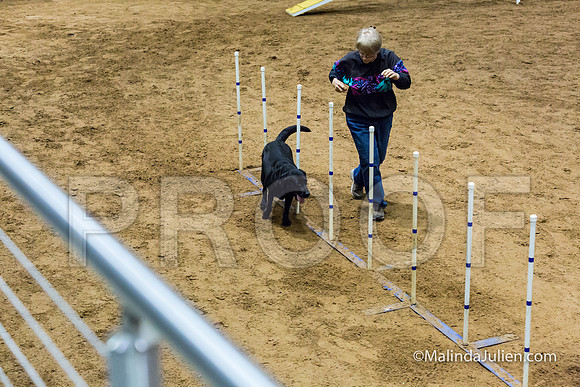 Agility STD Sun 20 Labrador Retriever-JJJ_7873-HR3