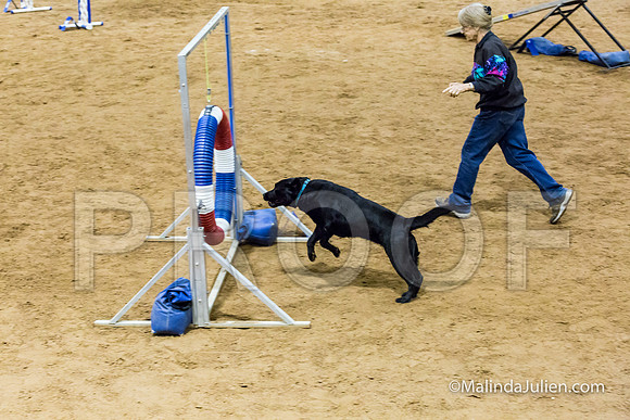 Agility STD Sun 20 Labrador Retriever-JJJ_7876-HR3