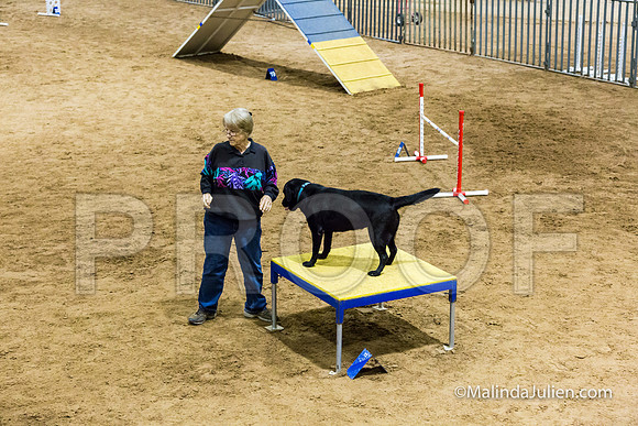 Agility STD Sun 20 Labrador Retriever-JJJ_7875-HR3