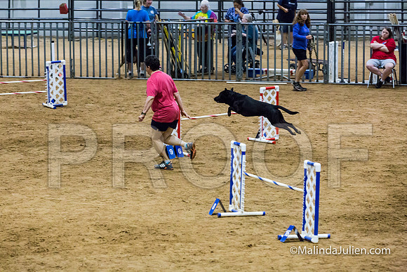 Agility STD Sun 20 Labrador Retriever Decoy-JJJ_7505-HR3