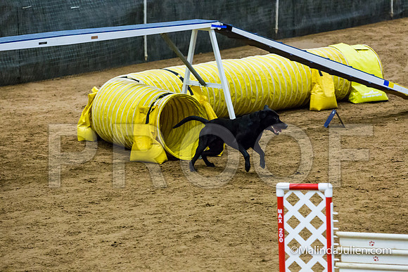 Agility STD Sun 20 Labrador Retriever Decoy-JJJ_7507-HR3