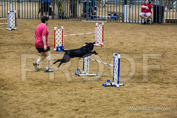 Agility STD Sun 20 Labrador Retriever Decoy-JJJ_7508-HR3
