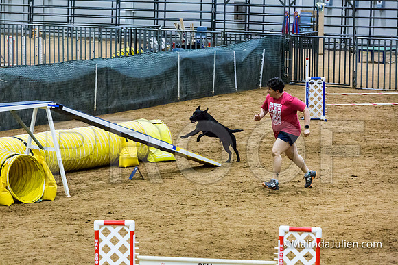 Agility STD Sun 20 Labrador Retriever Decoy-JJJ_7510-HR3