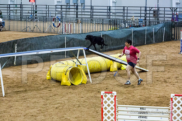 Agility STD Sun 20 Labrador Retriever Decoy-JJJ_7511-HR3