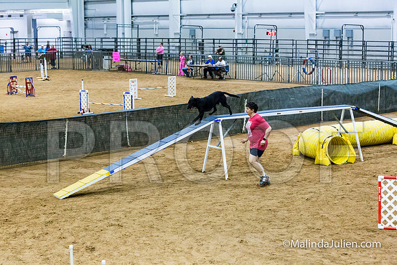 Agility STD Sun 20 Labrador Retriever Decoy-JJJ_7512-HR3