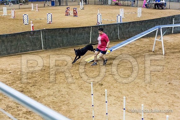 Agility STD Sun 20 Labrador Retriever Decoy-JJJ_7514-HR3