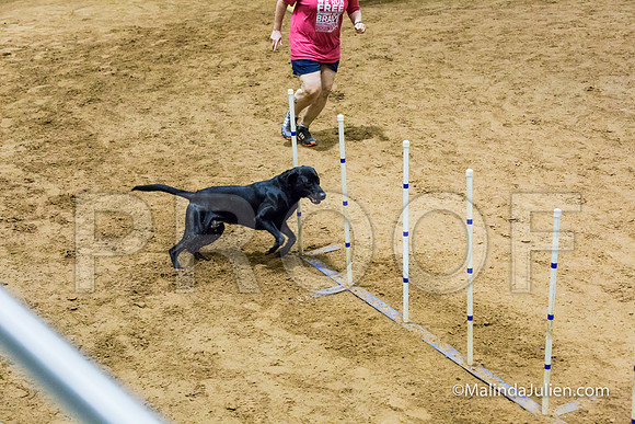 Agility STD Sun 20 Labrador Retriever Decoy-JJJ_7515-HR3